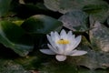 Ã§ÂÂ¡Ã¨Å½Â²Ã¯Â¼ËÃ¥Â­Â¦Ã¥ÂÂÃ¯Â¼Å¡Nymphaea tetragona GeorgiÃ¯Â¼â°